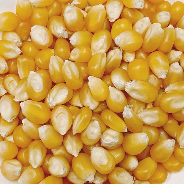 Pipoca LATINA YAMATO MILHO DE PIPOCA 500g