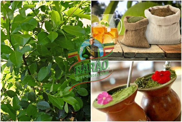 Erva - Mate Barão de Cotegipe (Verde) 1kg  